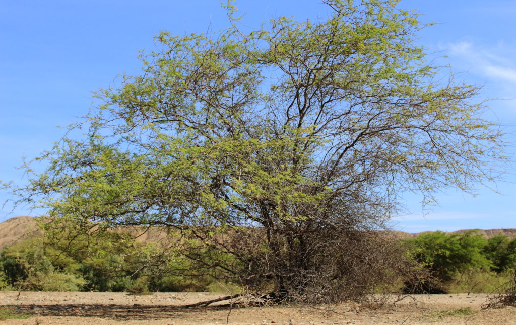 Help communities to conserve Peru's Dry Forests