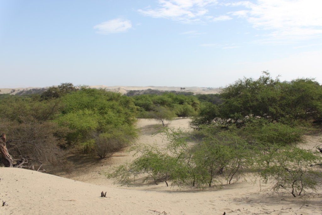 Dry Forest Landscape, Pacasmayo