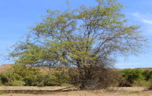 The Algarrobo Tree - Prosopis pallida