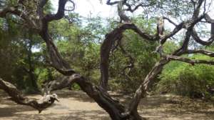 Candelabro from the Algarrobal forest, Pacasmayo