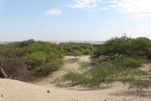 Dry Forest Landscape, Pacasmayo
