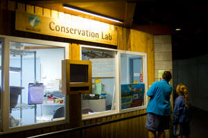 Turtle Conservation Lab