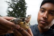 Western Pond Turtle with a teen volunteer
