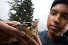 Western Pond Turtle with a teen volunteer