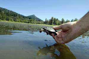 Turtle Release