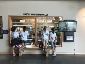 Western pond turtles at the Education Center
