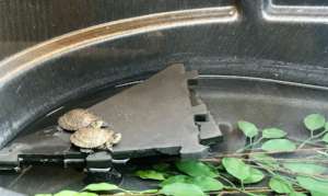 Western pond turtles at the Education Center 1/25