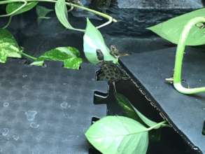 Western pond turtles at the Education Center 4/4