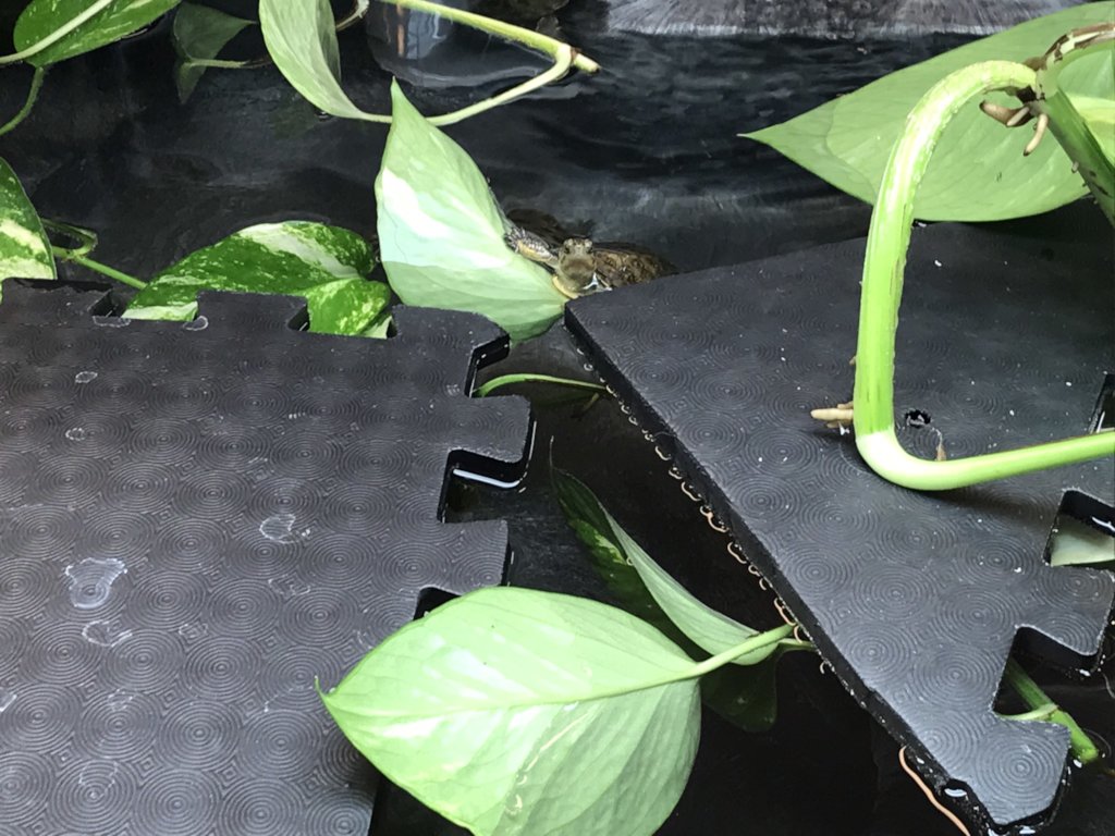 Western pond turtles at the Education Center 4/4