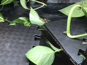 Western pond turtles at the Education Center 4/4