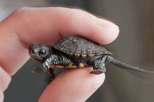Newly-hatched Western Pond Turtle