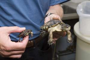 Turtle Growth: Before and After