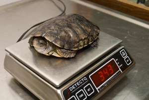 Weighing Turtles