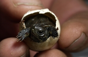 Saving Endangered Turtles in the Pacific Northwest