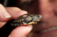 Newly-hatched western pond turtle
