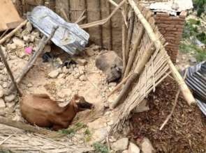 Earthquake 2015-Post Disaster Cow at Ravi Op