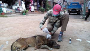 GP serving a Maggot Dog