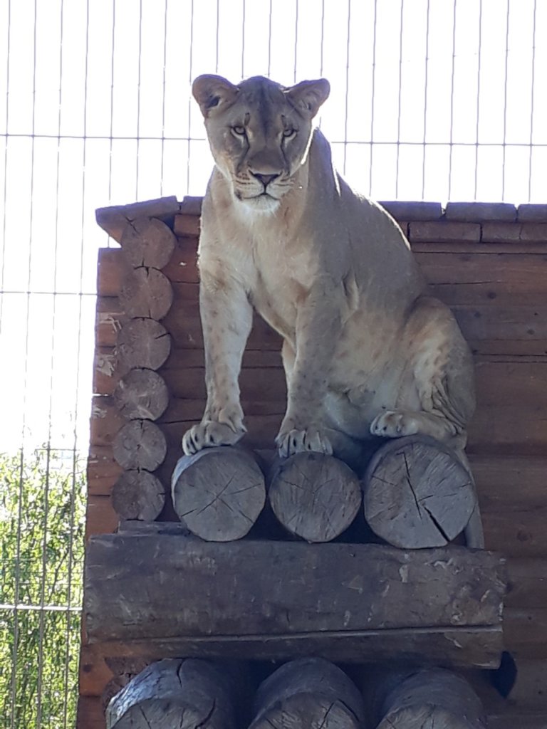 Bring home 4 lions from Ukraine to Africa