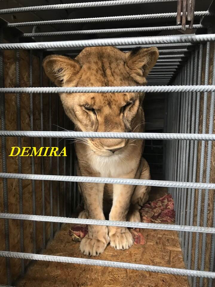 Bring home 4 lions from Ukraine to Africa
