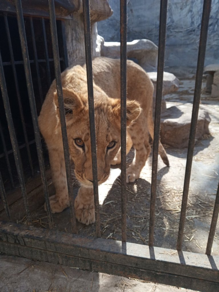 Bring home 4 lions from Ukraine to Africa