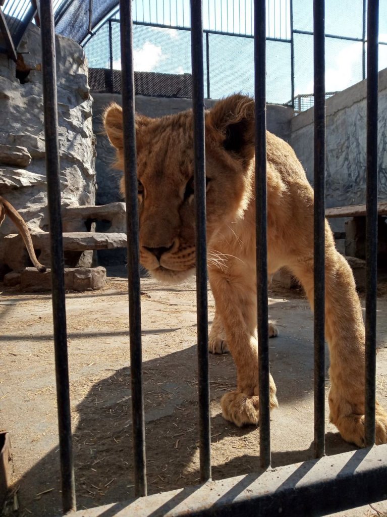 Bring home 4 lions from Ukraine to Africa