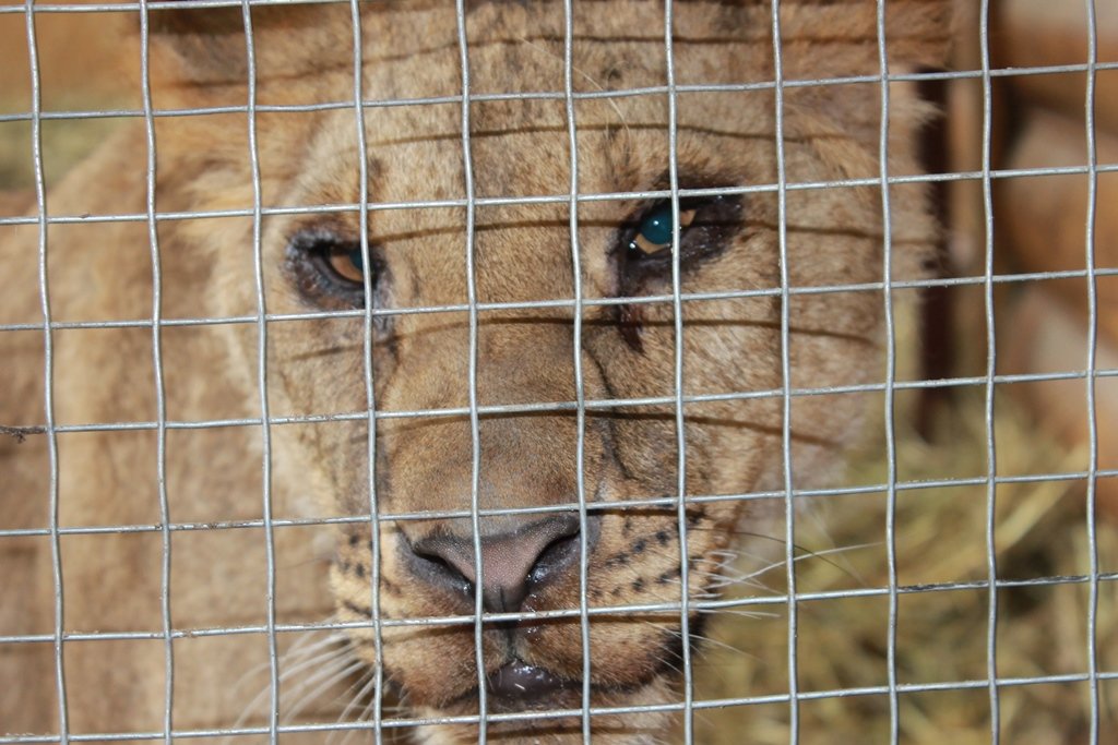 Bring home 4 lions from Ukraine to Africa