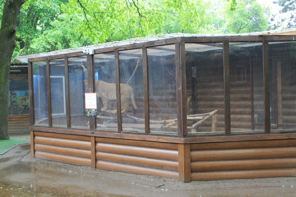 Bring home 4 lions from Ukraine to Africa