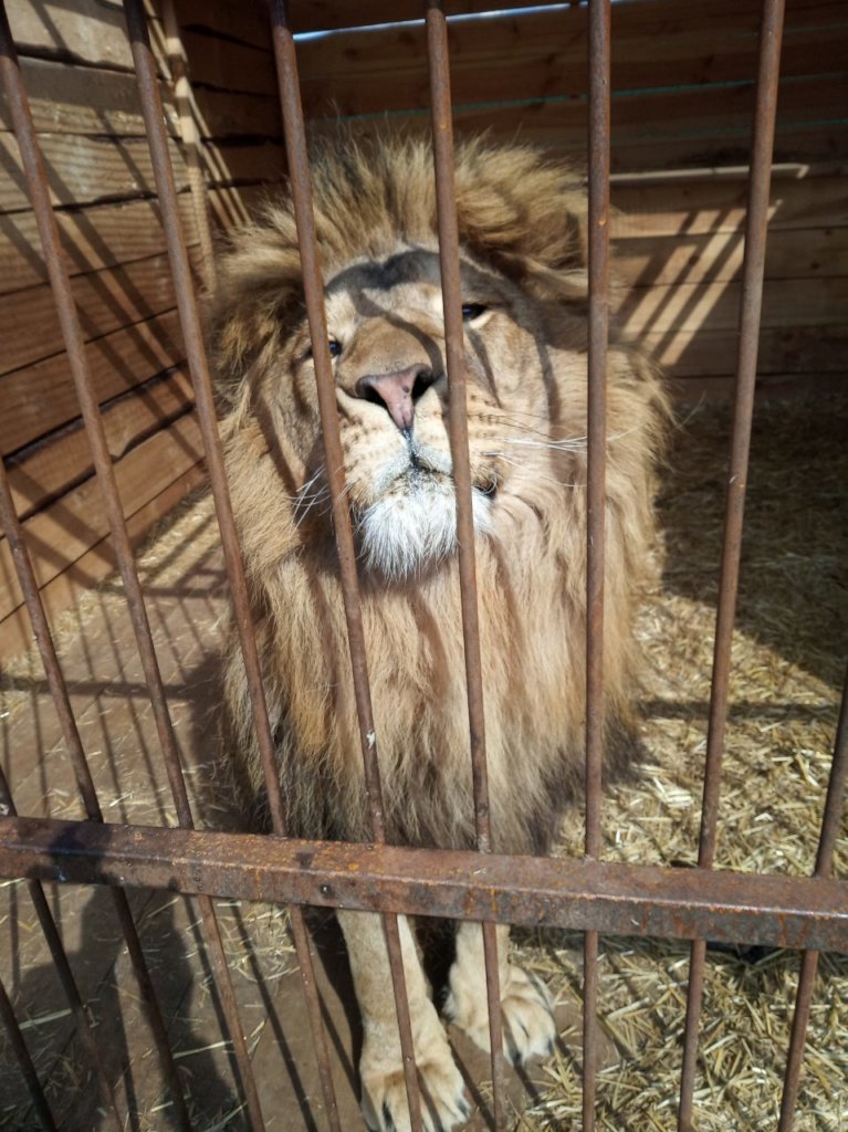 Bring home 4 lions from Ukraine to Africa