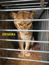 Demira