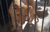 Bring home 4 lions from Ukraine to Africa