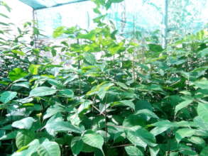 Young trees in PanNature's nursery garden