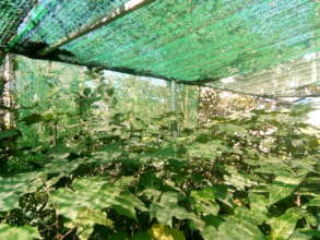 Young trees in PanNature's nursery garden