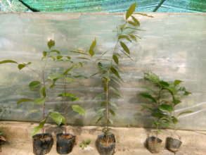Young trees in PanNature's nursery garden
