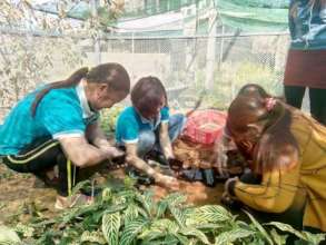5000 seedlings for ethnic women to restore forests