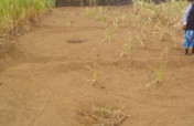 Modern Farming Practice to curb climate change