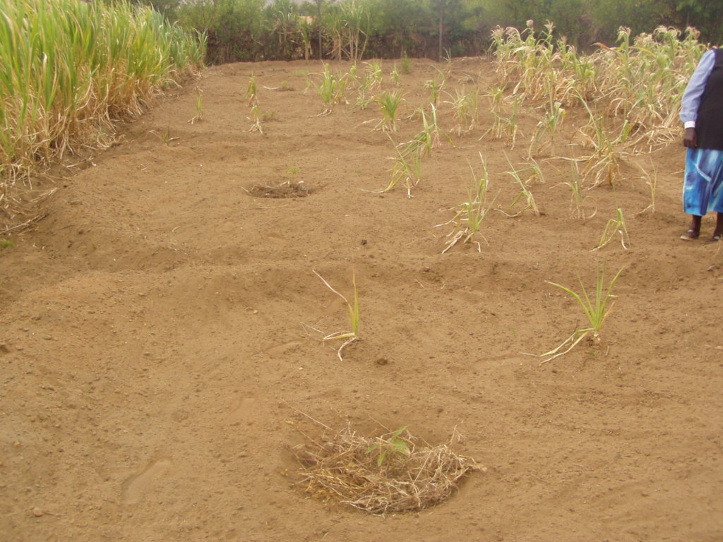 Modern Farming Practice to curb climate change