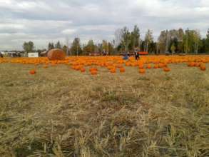 Pumpkin patch with pumpkins harvested by the MFW.