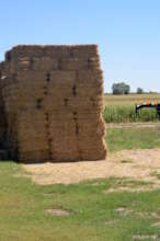 Bales of hay at Cottonwood Farms