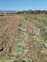 Harvested onions at Kilt Farm