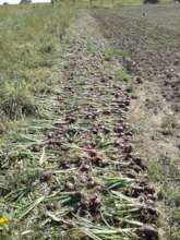 Organic onions harvested by MFW, and field-drying.