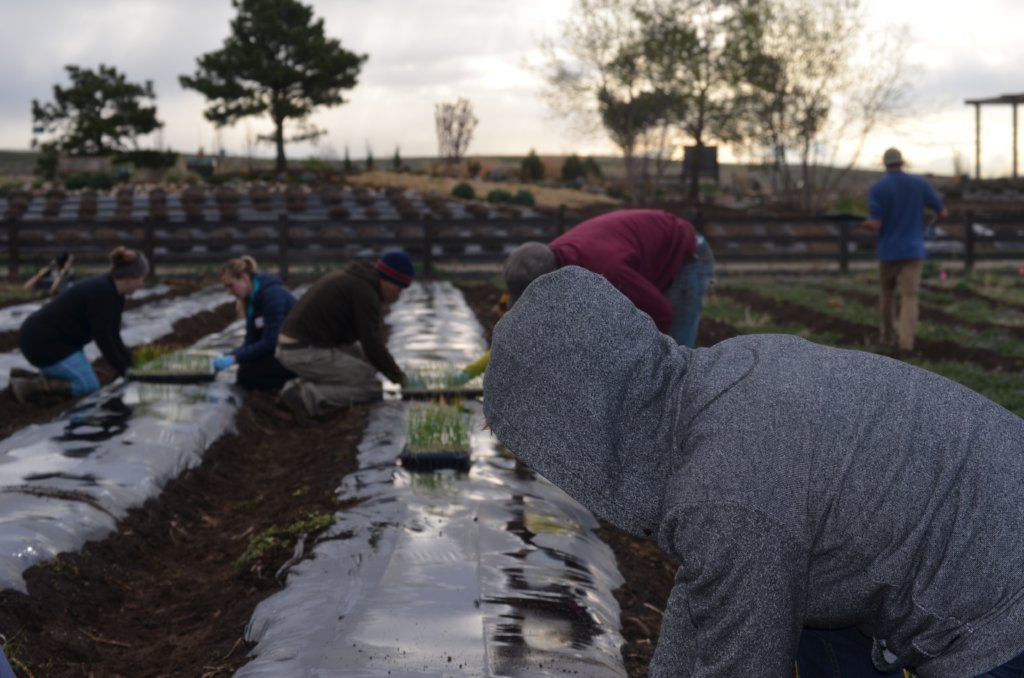Help Provide Labor for Family Farms in Colorado