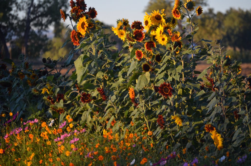 Farms are beautiful, and necessary