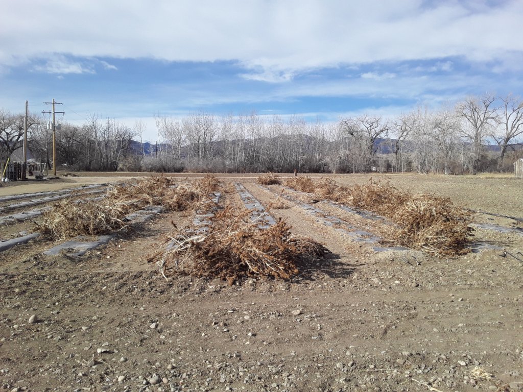 Hemp clean up