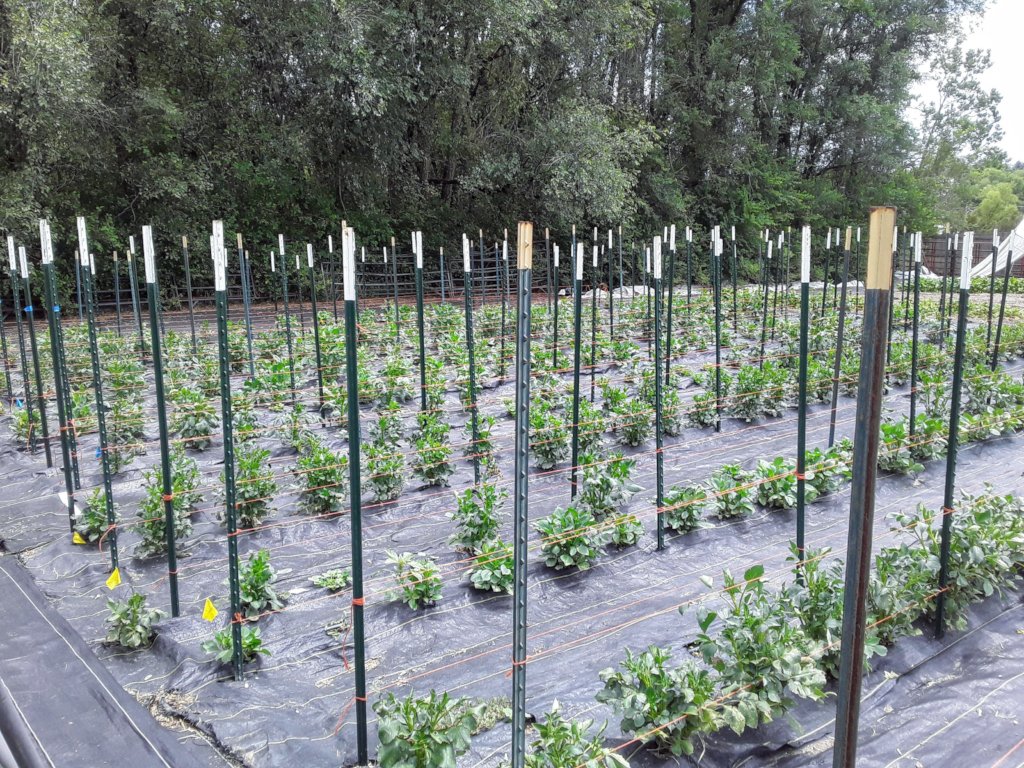 Help Provide Labor for Family Farms in Colorado