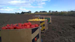 Harvest brought in