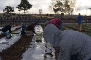 Spring planting