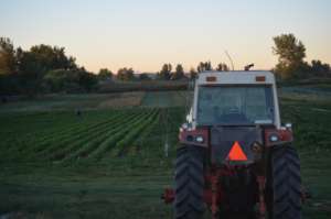 Tractor at dawn