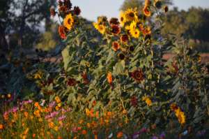Farms are beautiful, and necessary