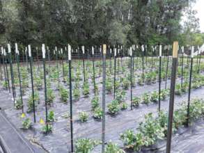 Stringing Dahlias