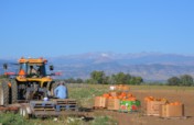 Help Provide Labor for Family Farms in Colorado